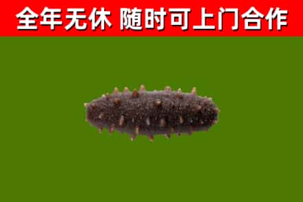 彭水县回收海参干